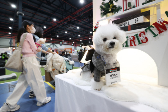 12월 9일 오후 서울 강남구 세텍(SETEC)에서 열린 '크리스마스 서울펫쇼'에서 한 반려견이 포즈를 취하고 있다. <연합뉴스>